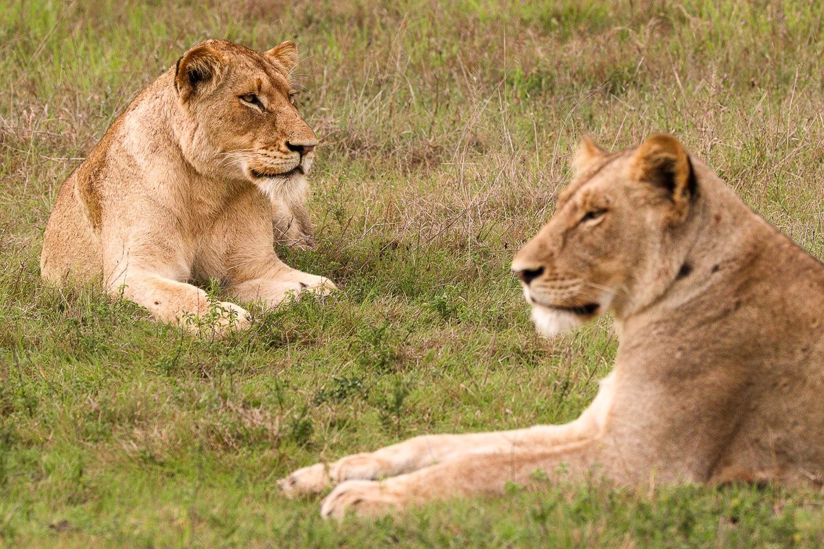 Msuthlu lionesses resting in the sun after drinking at a waterhole
