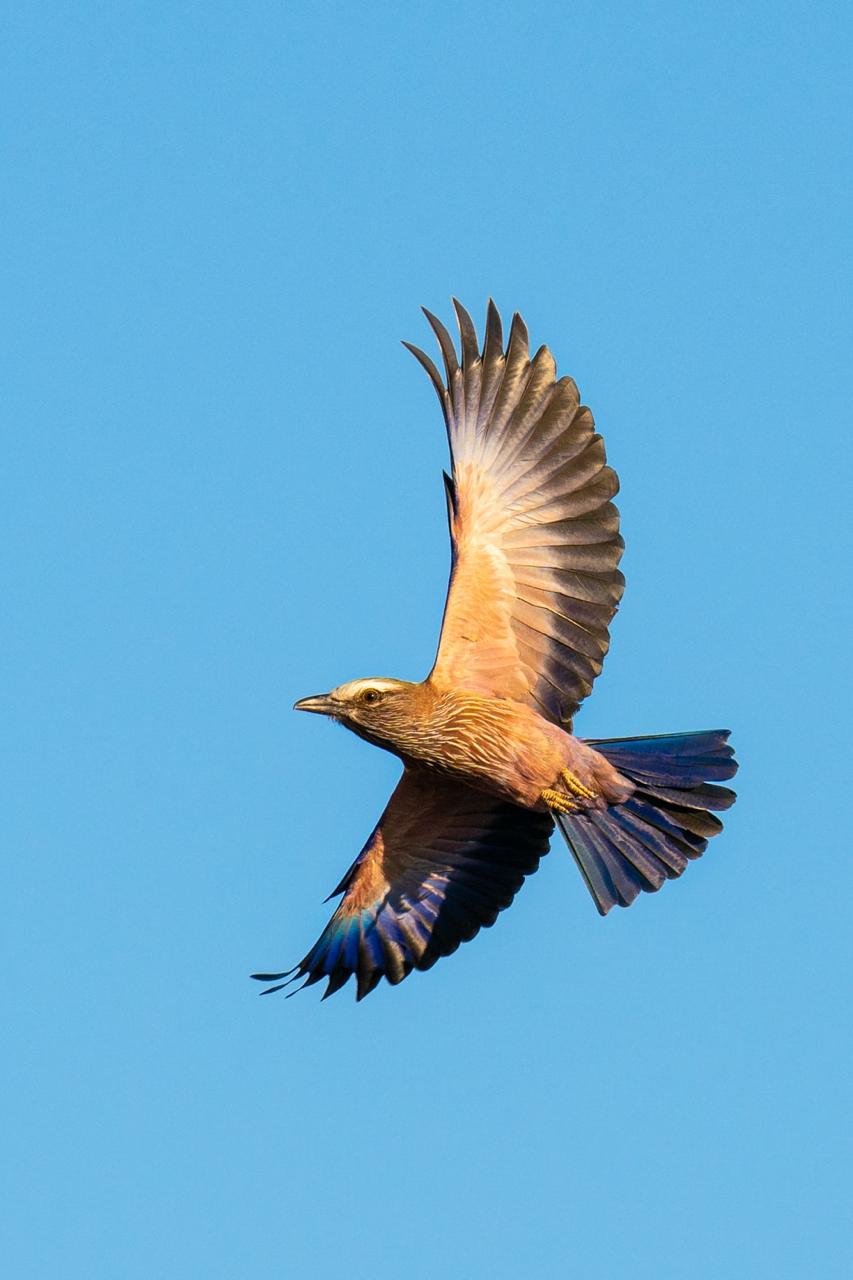 Marvel at the majestic wings of a roller bird at Sabi Sabi Private Game Reserve. Marvel at the majestic wings of a roller bird at Sabi Sabi Private Game Reserve.