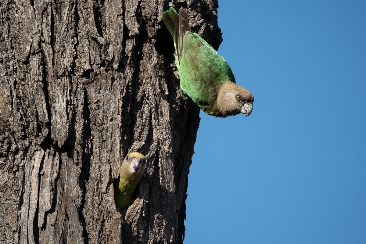 Brown-headed Parrots will incubate their eggs in their nest for around 28 days. Brown-headed Parrots will incubate their eggs in their nest for around 28 days.