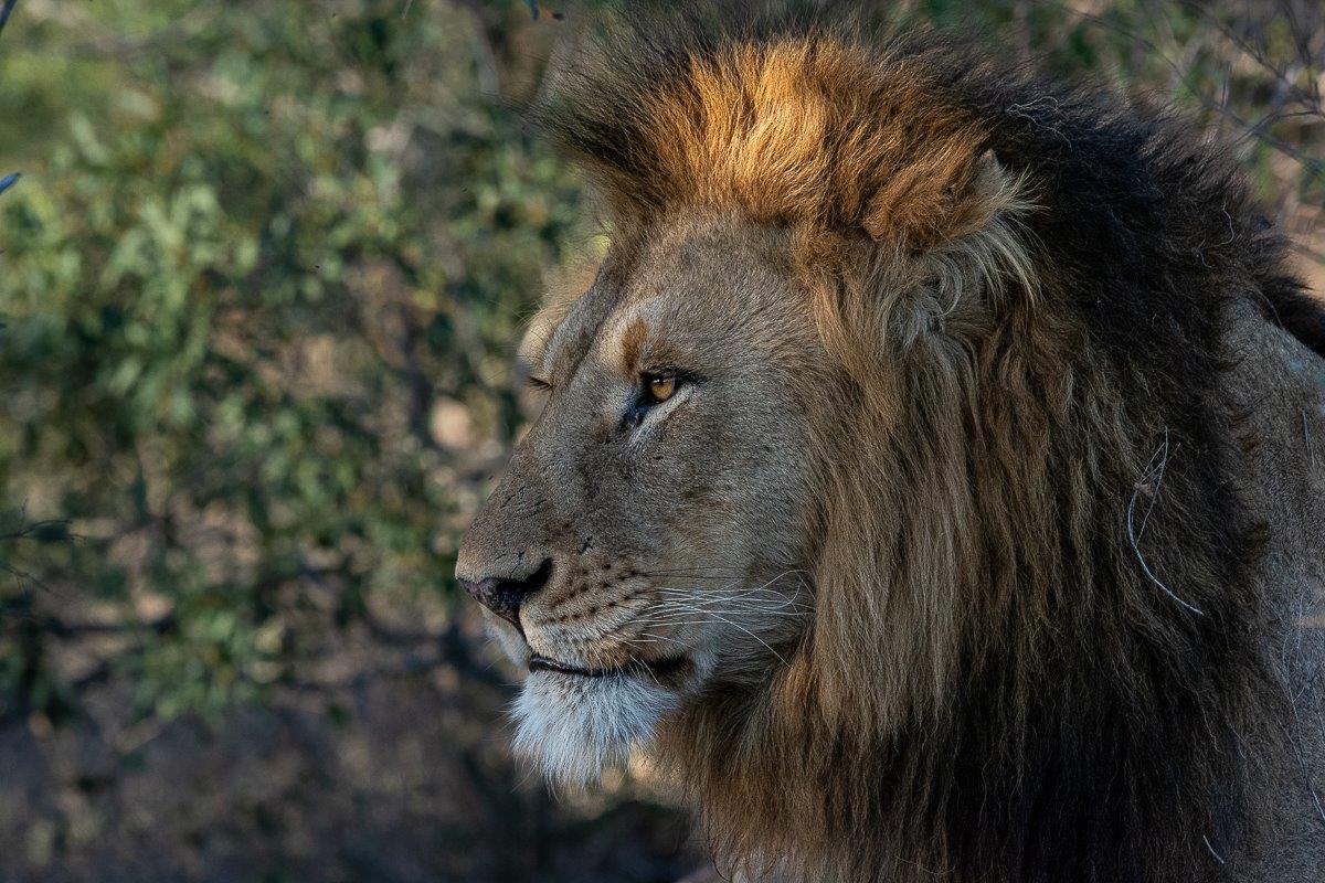 Time will tell if this will be the next pride reigning in this territory. 