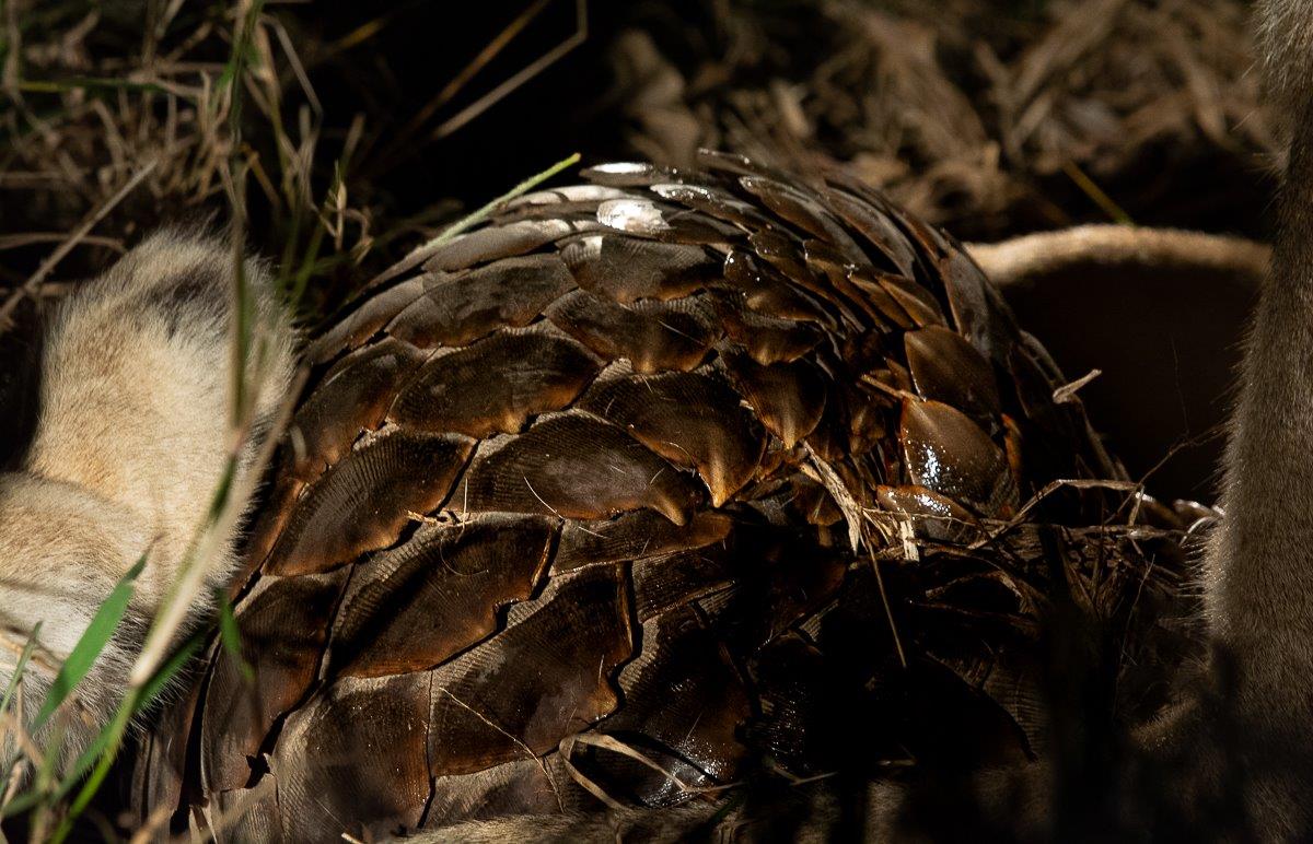This pangolin shimmers from the saliva of two female lions. 