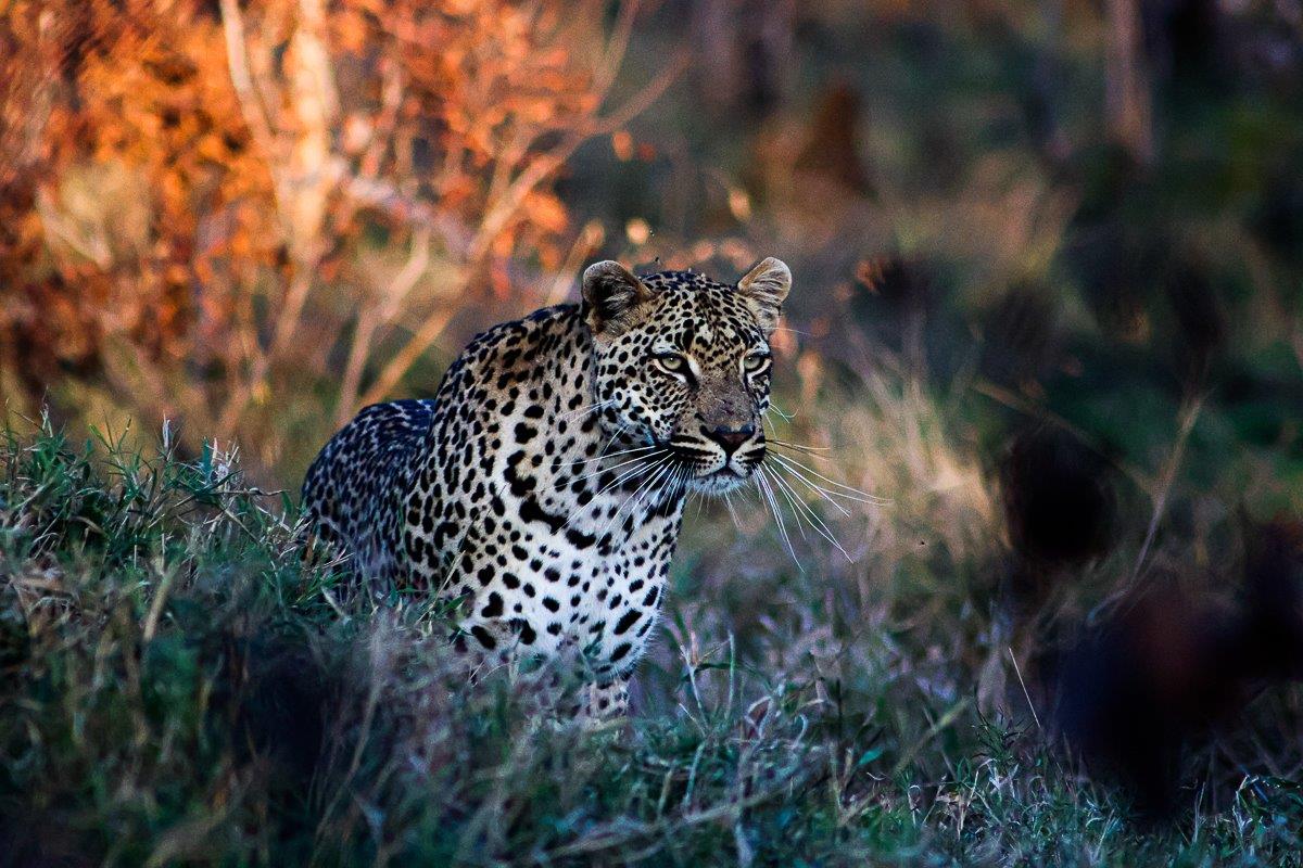 Makumu scans his territory in golden light. Makumu scans his territory in golden light.