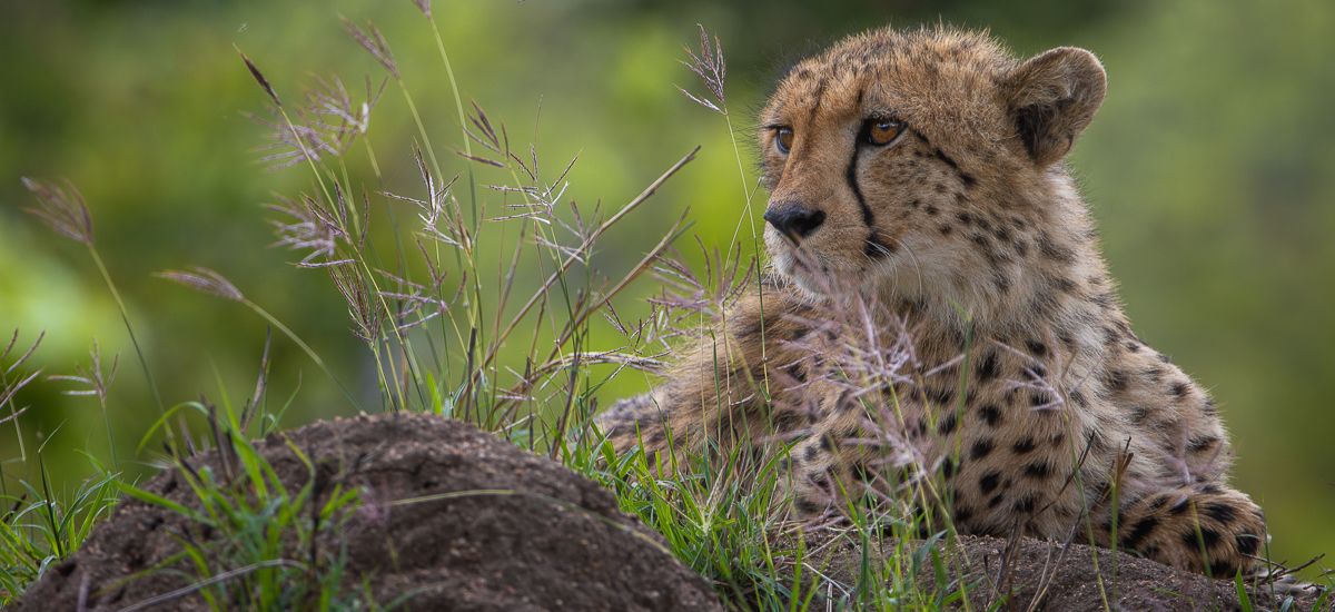 Equal Sabi Sabi Cheetah Equal Sabi Sabi Cheetah