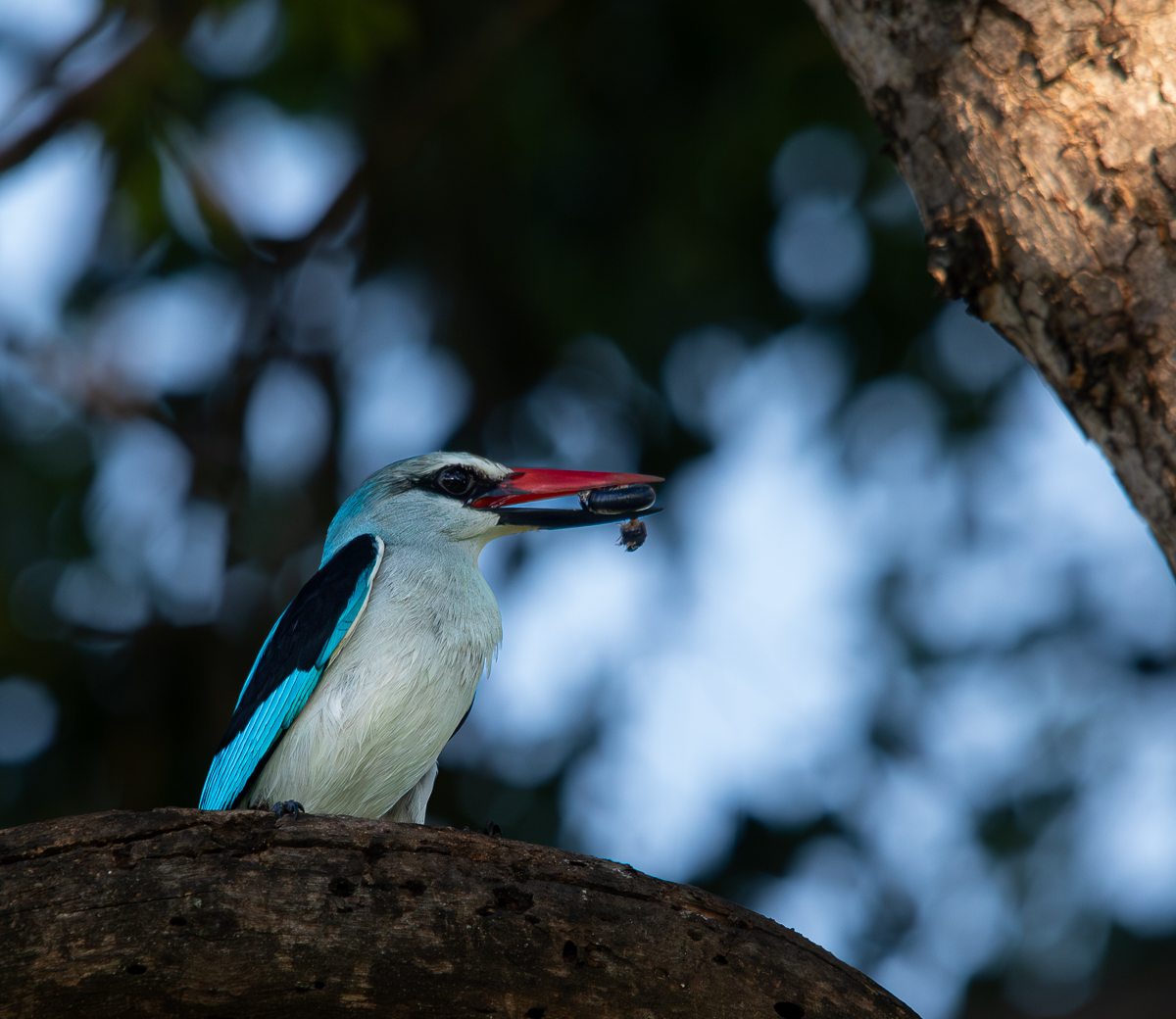 Jason Street Woodlands Kingfisher Jason Street Woodlands Kingfisher