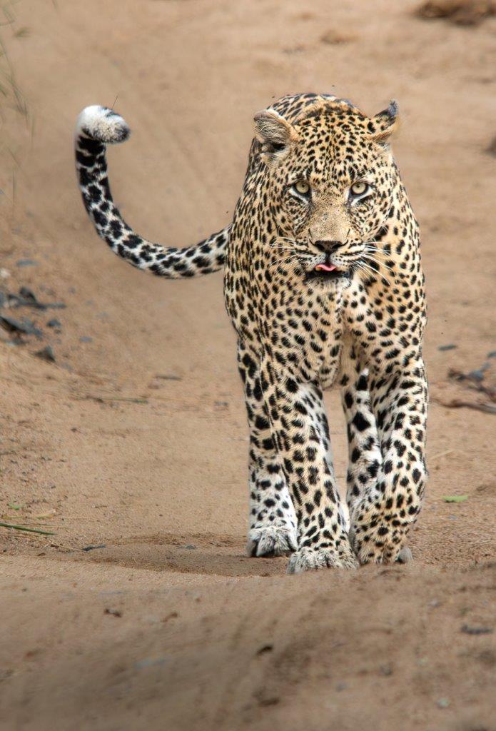 Jason Street Nweti Leopard Jason Street Nweti Leopard