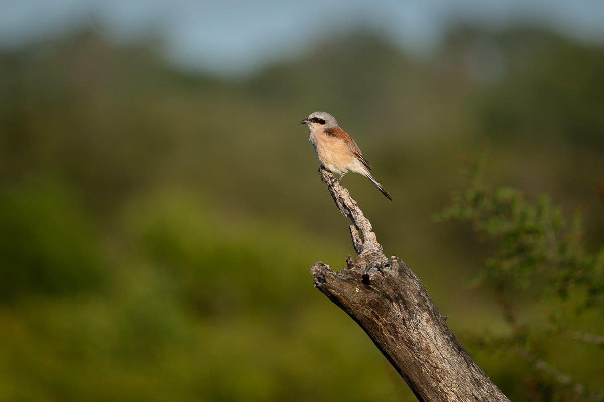 A Red-backed Shrike perches on a dead branch. A Red-backed Shrike perches on a dead branch.