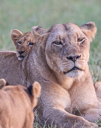 Greeted by seven lions making themselves comfortable around the water Greeted by seven lions making themselves comfortable around the water