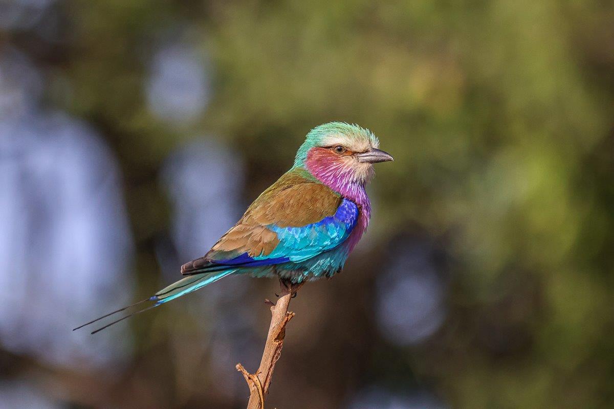 A vibrant lilac-breasted roller perched on a branch, its colourful feathers shining in the light. A vibrant lilac-breasted roller perched on a branch, its colourful feathers shining in the light.