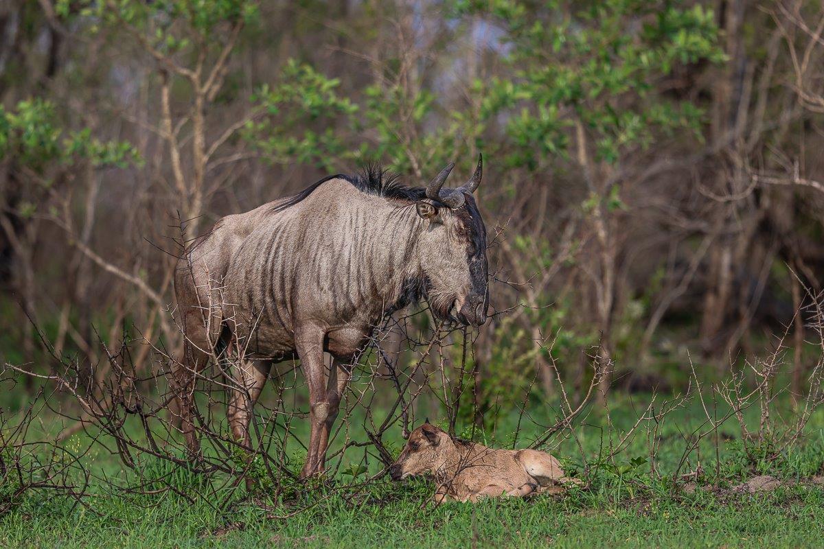 Sabi Sabi Ruan Mey Gnu Calf Sabi Sabi Ruan Mey Gnu Calf