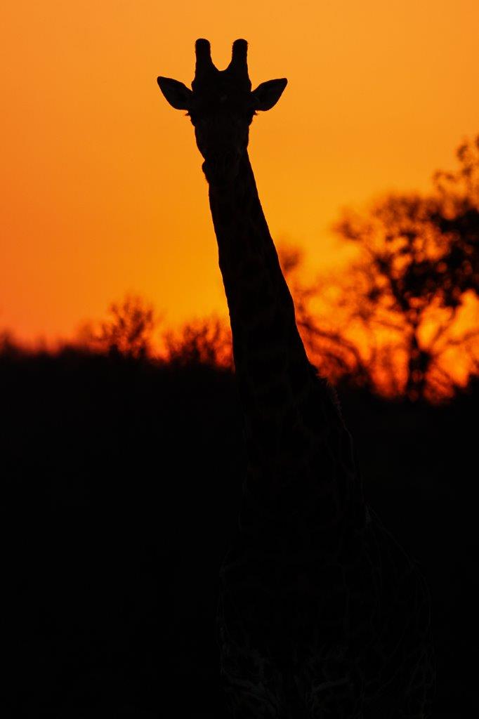 Sabi Sabi Ruan Mey Giraffe Sabi Sabi Ruan Mey Giraffe