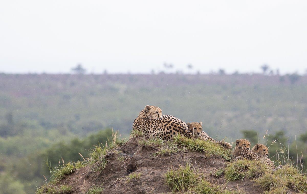 Sabi Sabi Ronald Mutero Cheetahs In The Wilderness Sabi Sabi Ronald Mutero Cheetahs In The Wilderness