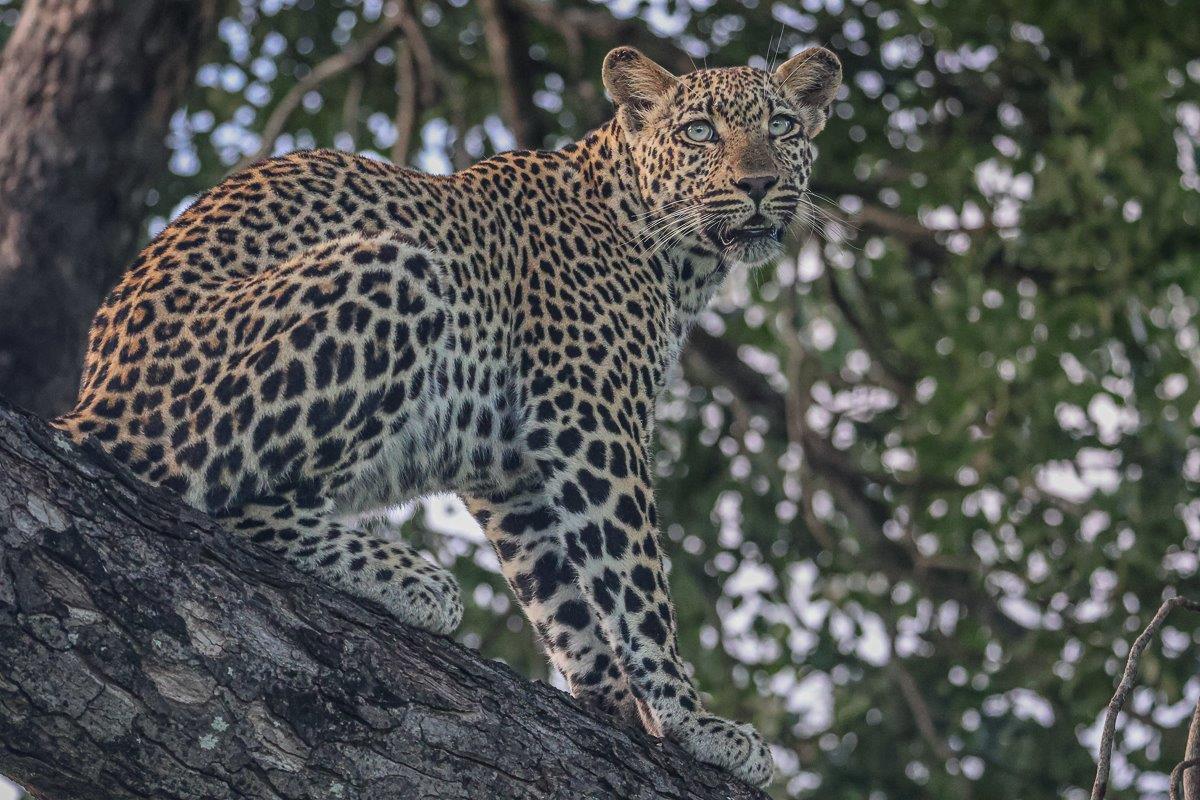 Sabi Sabi Ruan Mey Tengile Cub Sabi Sabi Ruan Mey Tengile Cub
