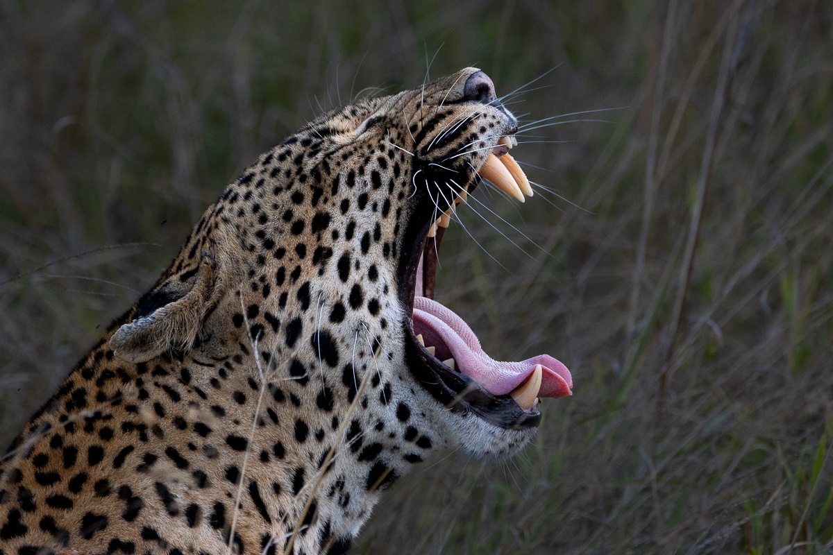 Sabi Sabi Ronald Mutero Khulwana Bears Teeth Sabi Sabi Ronald Mutero Khulwana Bears Teeth