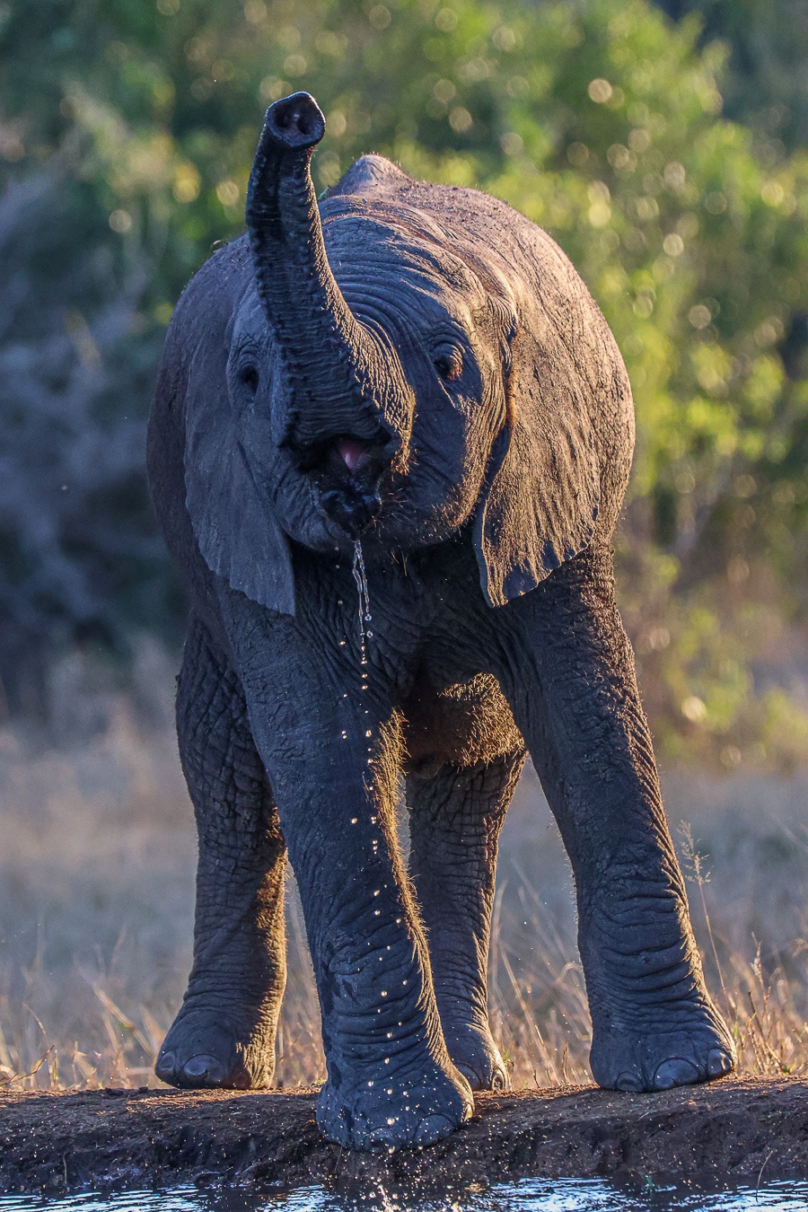 An elephant calf plays near a waterhole. An elephant calf plays near a waterhole.