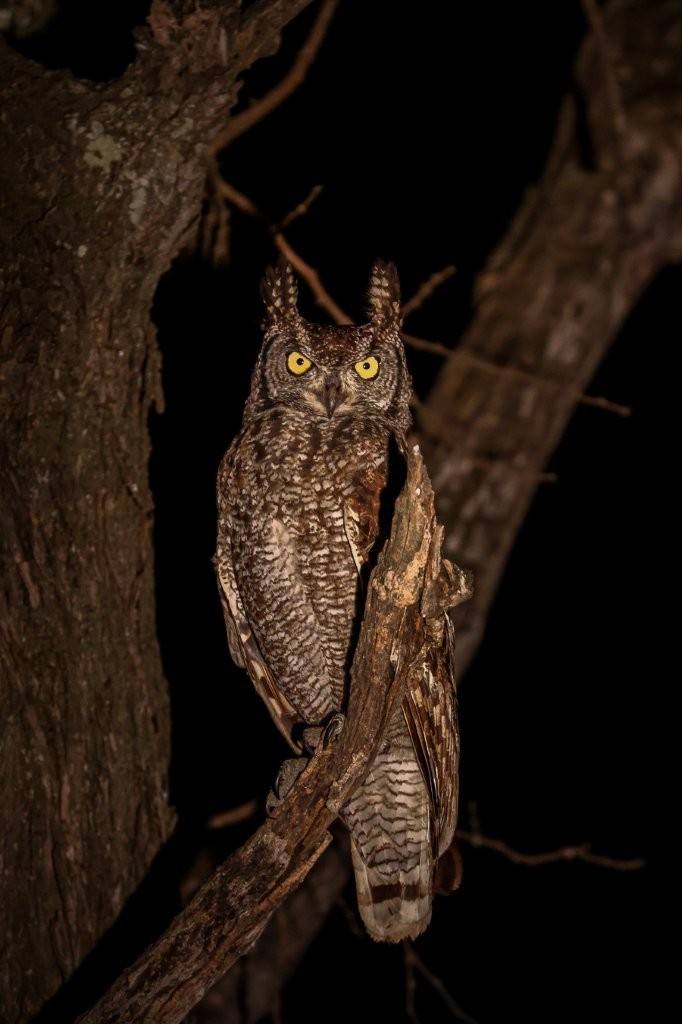 Sabi Sabi Ruan Mey Owl Sabi Sabi Ruan Mey Owl