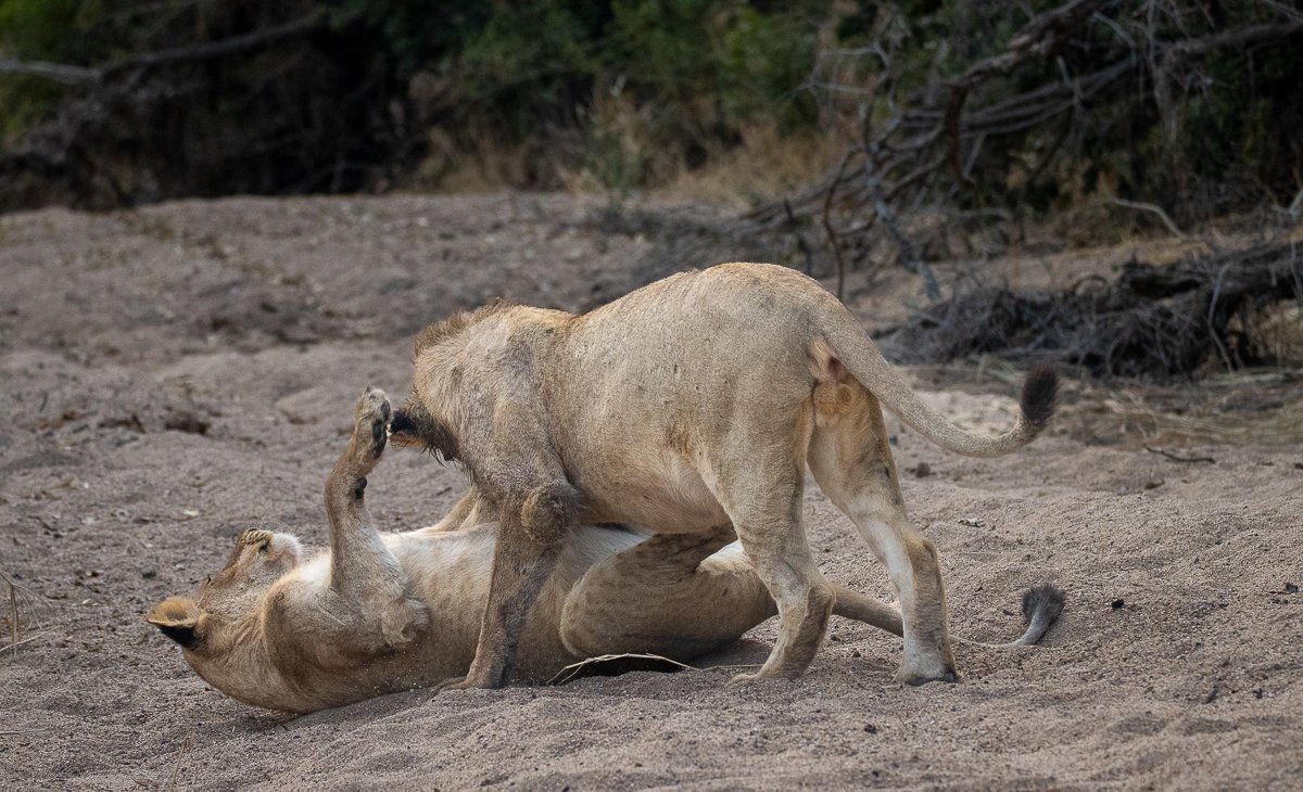 Sabi Sabi Ronald Mutero Msuthlu Lions Play Sabi Sabi Ronald Mutero Msuthlu Lions Play