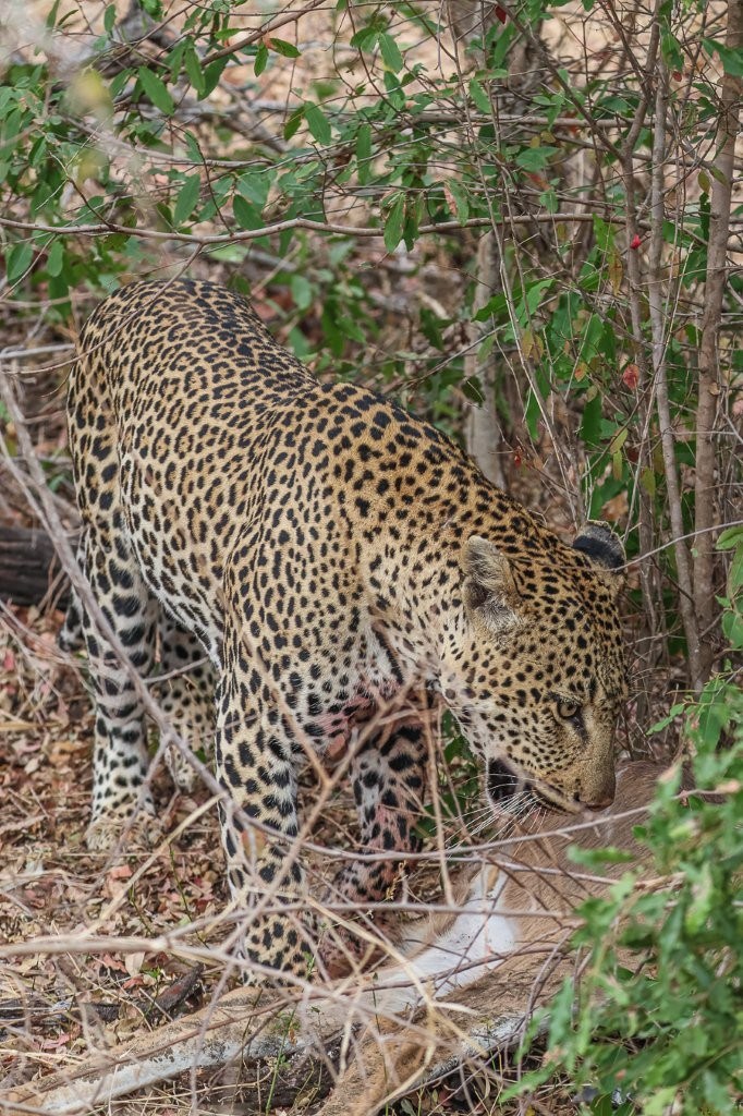 Khulwana drags the kill to a safer place. Khulwana drags the kill to a safer place.