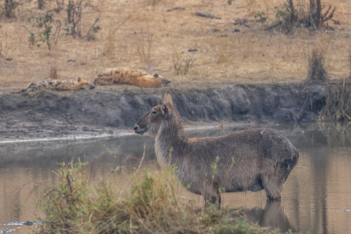 Sabi Sabi Ruan Mey Waterbuck With Hyenas Sabi Sabi Ruan Mey Waterbuck With Hyenas
