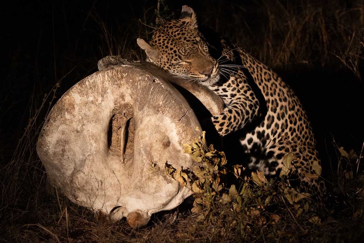 Sabi Sabi Ronald Mutero Khulwana Marks Bone Sabi Sabi Ronald Mutero Khulwana Marks Bone