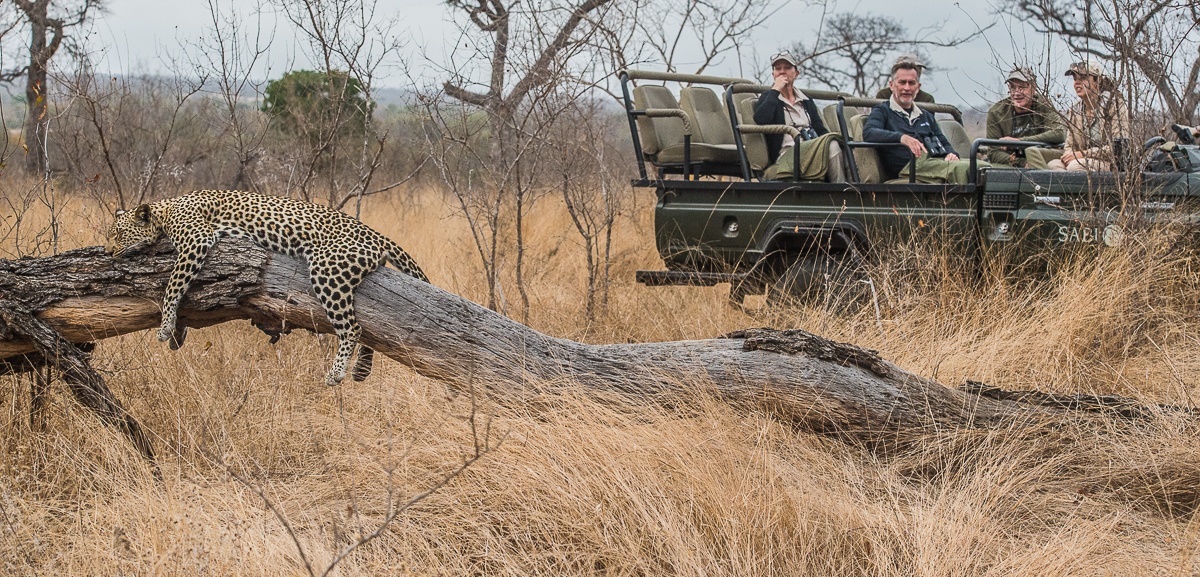 Guests at Sabi Sabi enjoy the sighting of a leopard lounging on a fallen tree. 