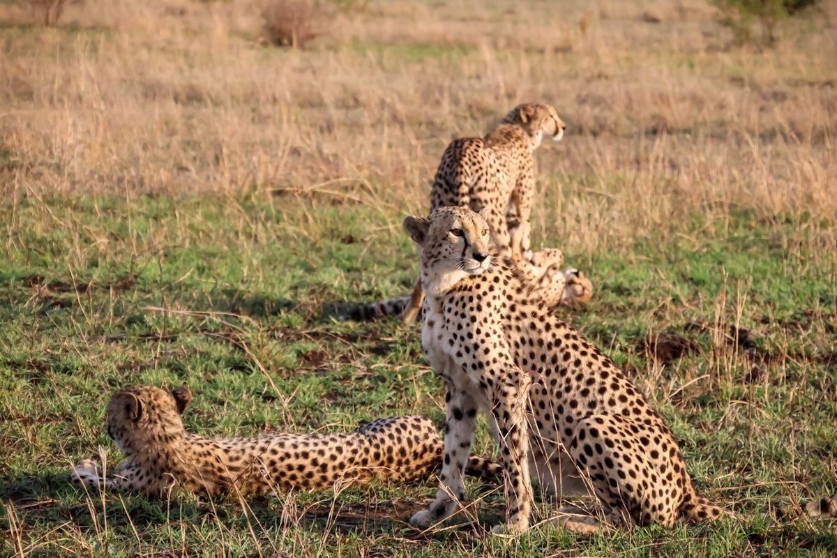 Sabi Sabi Jan Nel Cheetah Family