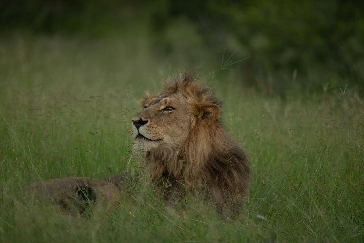 Sabi Sabi Josh Duffus Nwaswishaka