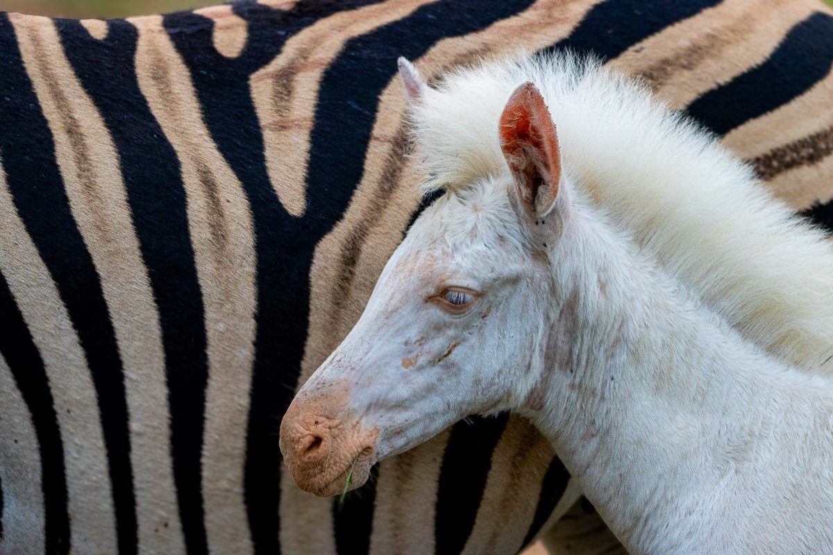 Leucistic zebra foal staying close to its mother while the herd grazes.