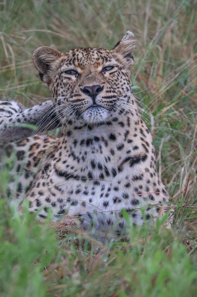Sabi Sabi Ruan Mey Golonyi Leopard Patrolling Area