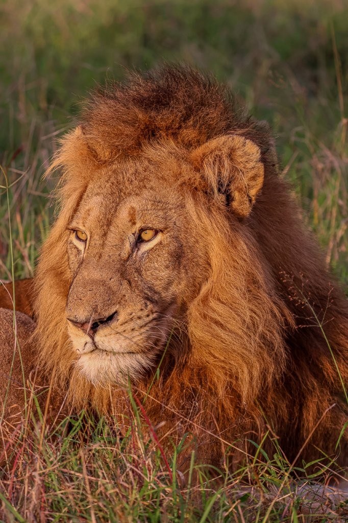 Sabi Sabi Ruan Mey Lion And Southern Pride Lioness