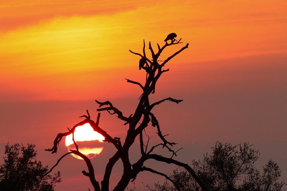 Golden African sunset casting warm light across the Sabi Sabi bushveld