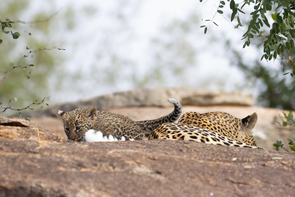 Sabi Sabi Ronald Mutero Golonyi Leopard Cubs At Den Site 1