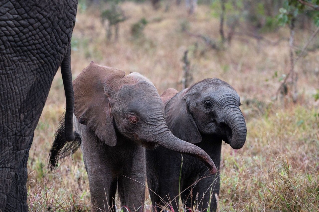 Sabi Sabi Viviane Ladner Albino Elephant Calf And Family