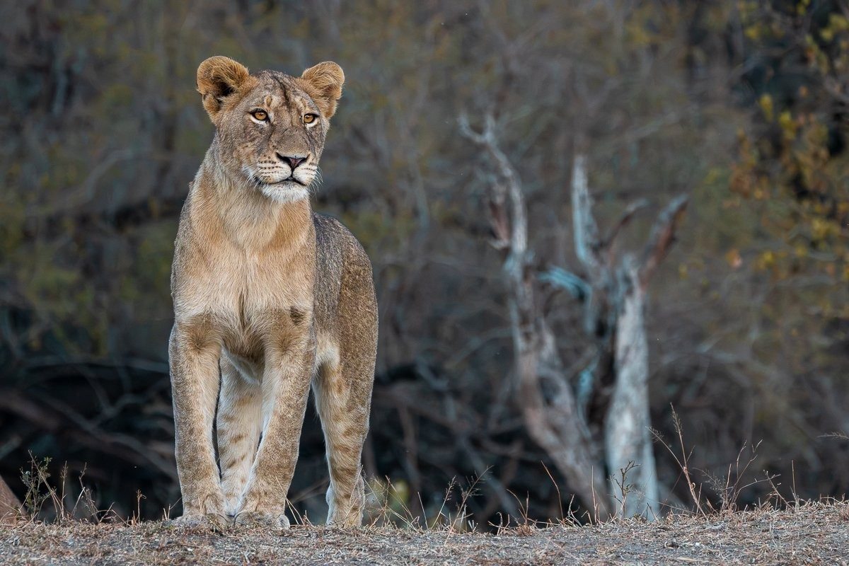 The Msuthlu Pride preparing for a buffalo hunt in the Greater Kruger.