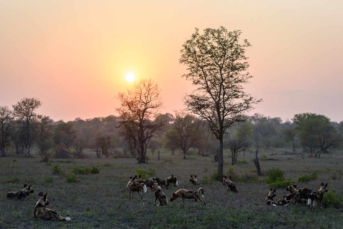 A pack of wild dogs are laid back on a grassland