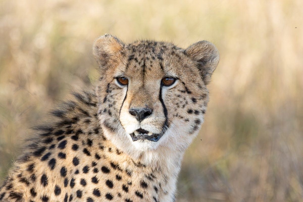 Young cheetah resting in the bush during its transition towards independence