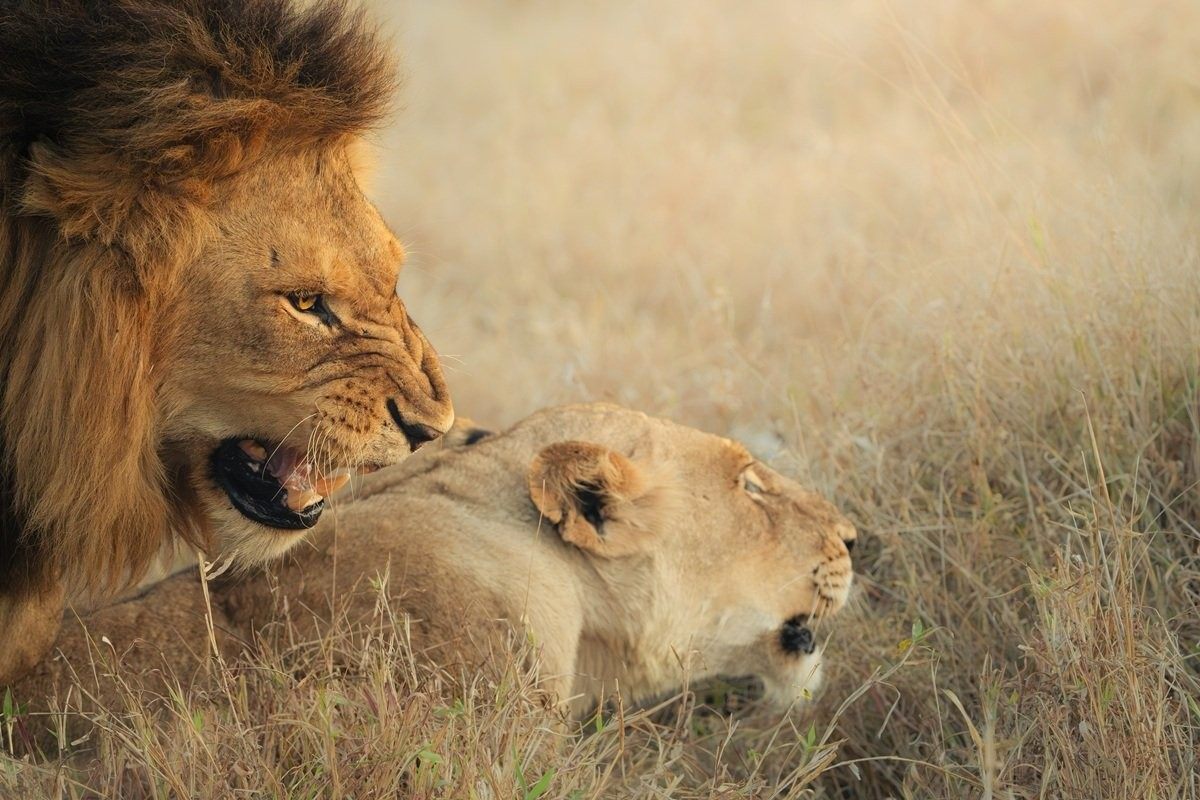 Sabi Sabi Jarrod Oflaherty Nwaswishaka Male Lion Mating With Msuthlu Female