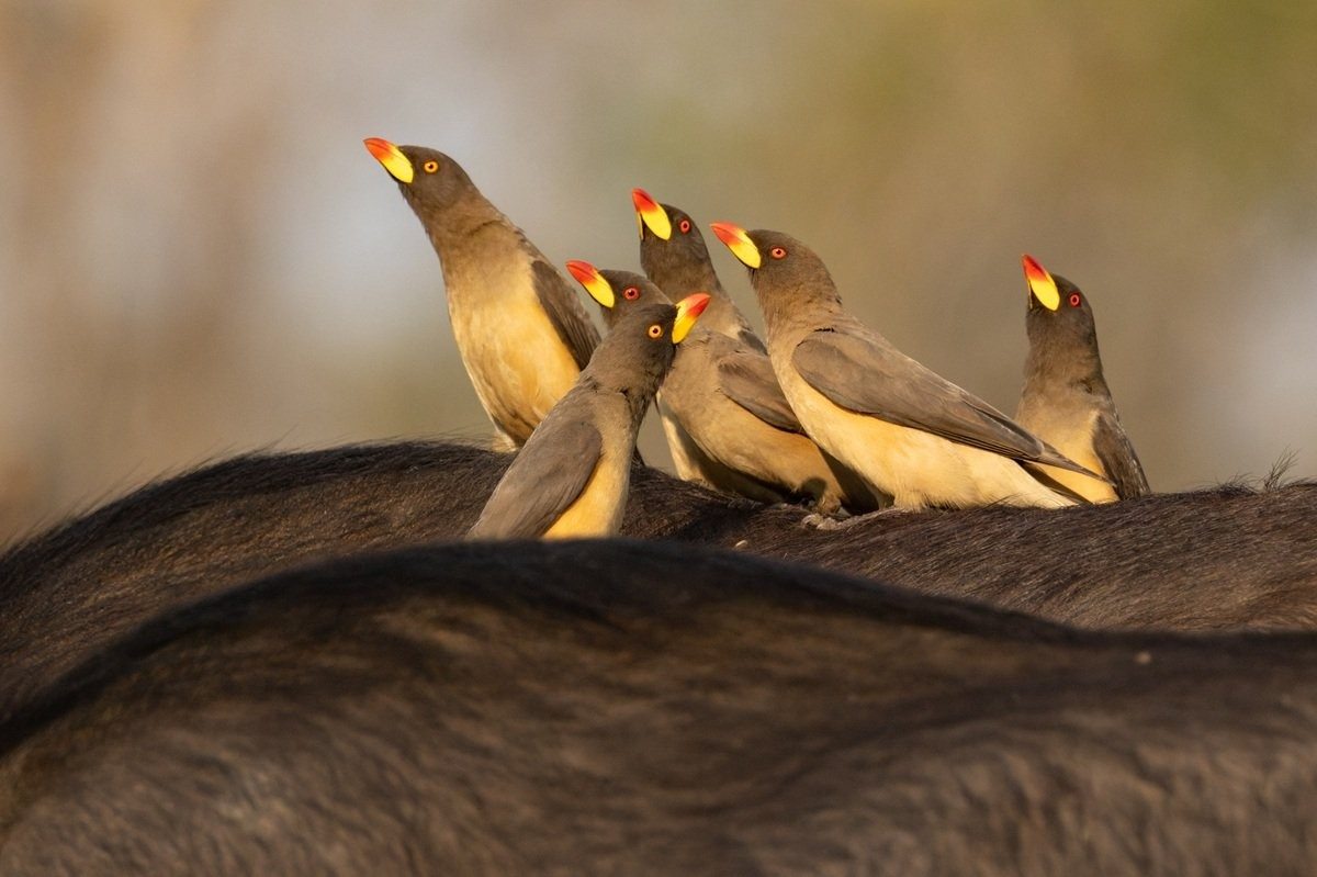 Oxpecker moving among a large buffalo herd.