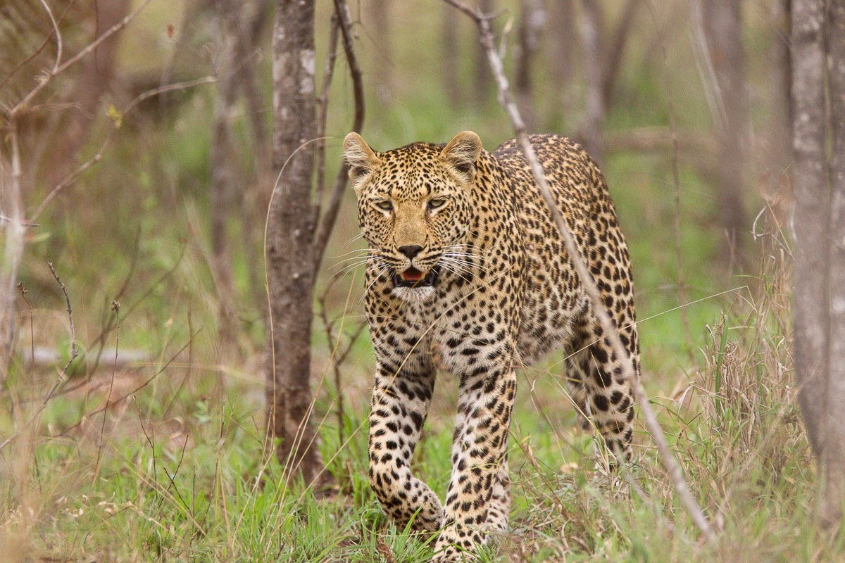 Kurhula leopardess surveying the bush from atop a termite mound.