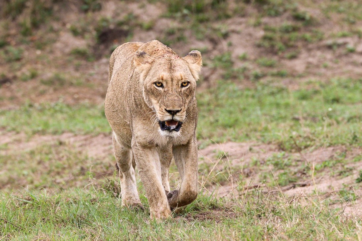 Msuthlu lioness walking along the road after feeding on a night time kill.