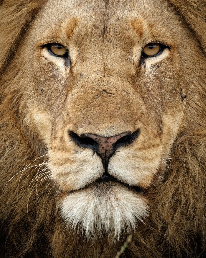 Sabi Sabi Benjamin Loon Msuthlu Lion Pride Resting Together