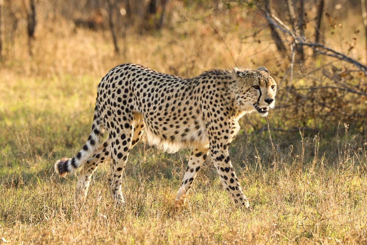 Male cheetah moving into the treeline while stalking a small herd of impala