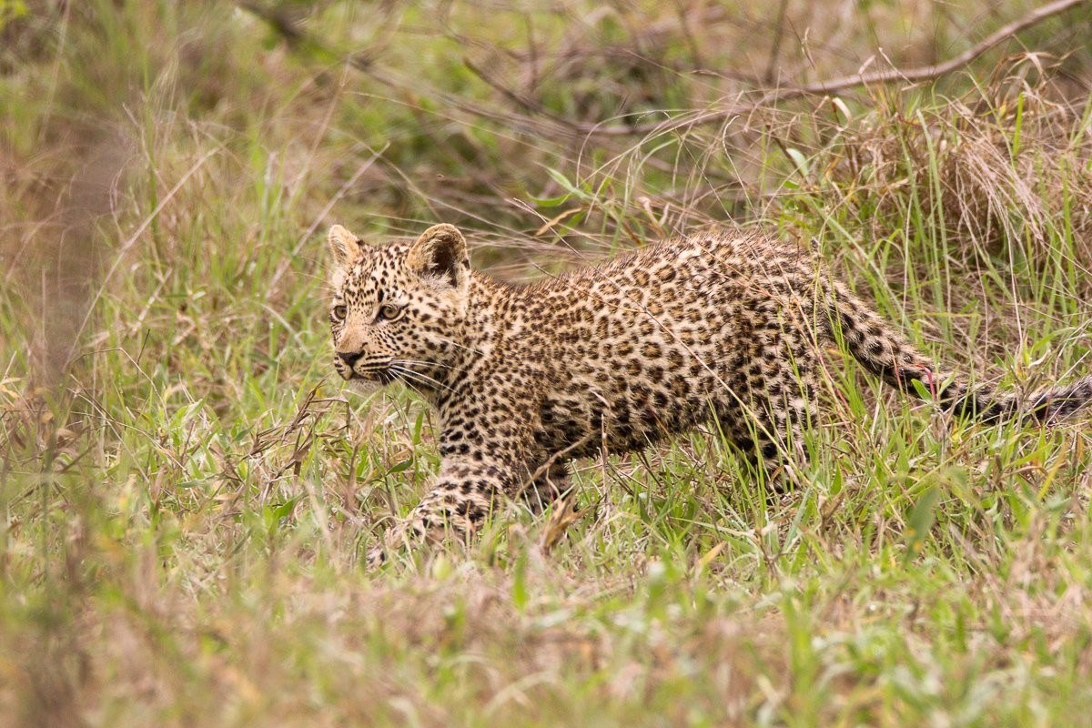 Kurhula and her cub moving through the bush after recent rainfall