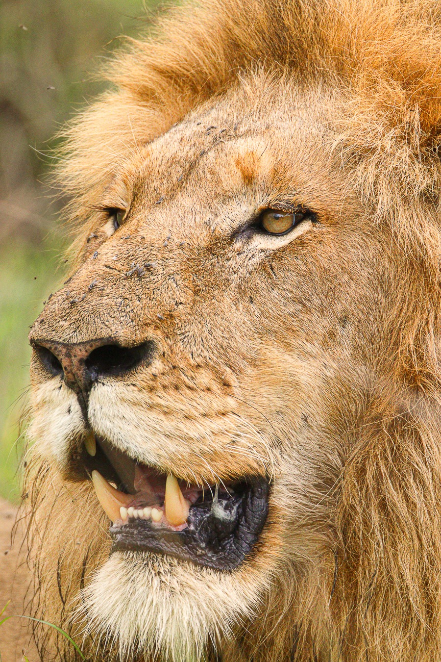 A lions face captured up-close