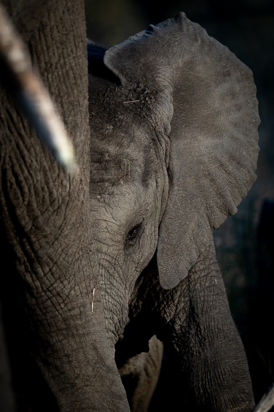 The next generation Matriarch. The next generation Matriarch.