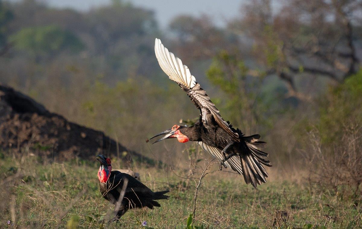 Guests at Sabi Sabi have been lucky to see Southern Ground Hornbills almost every day.