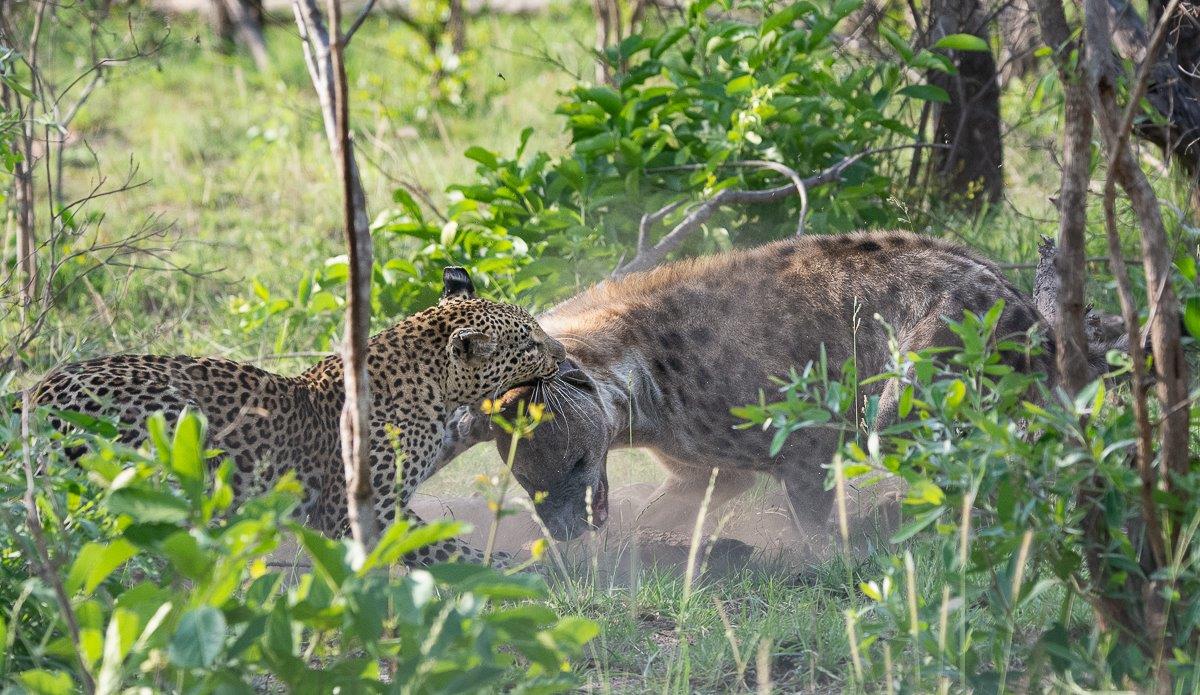 Within seconds Ntsumi got to the hyena and made sure she sent the hyena away with a few scars. Within seconds Ntsumi got to the hyena and made sure she sent the hyena away with a few scars.