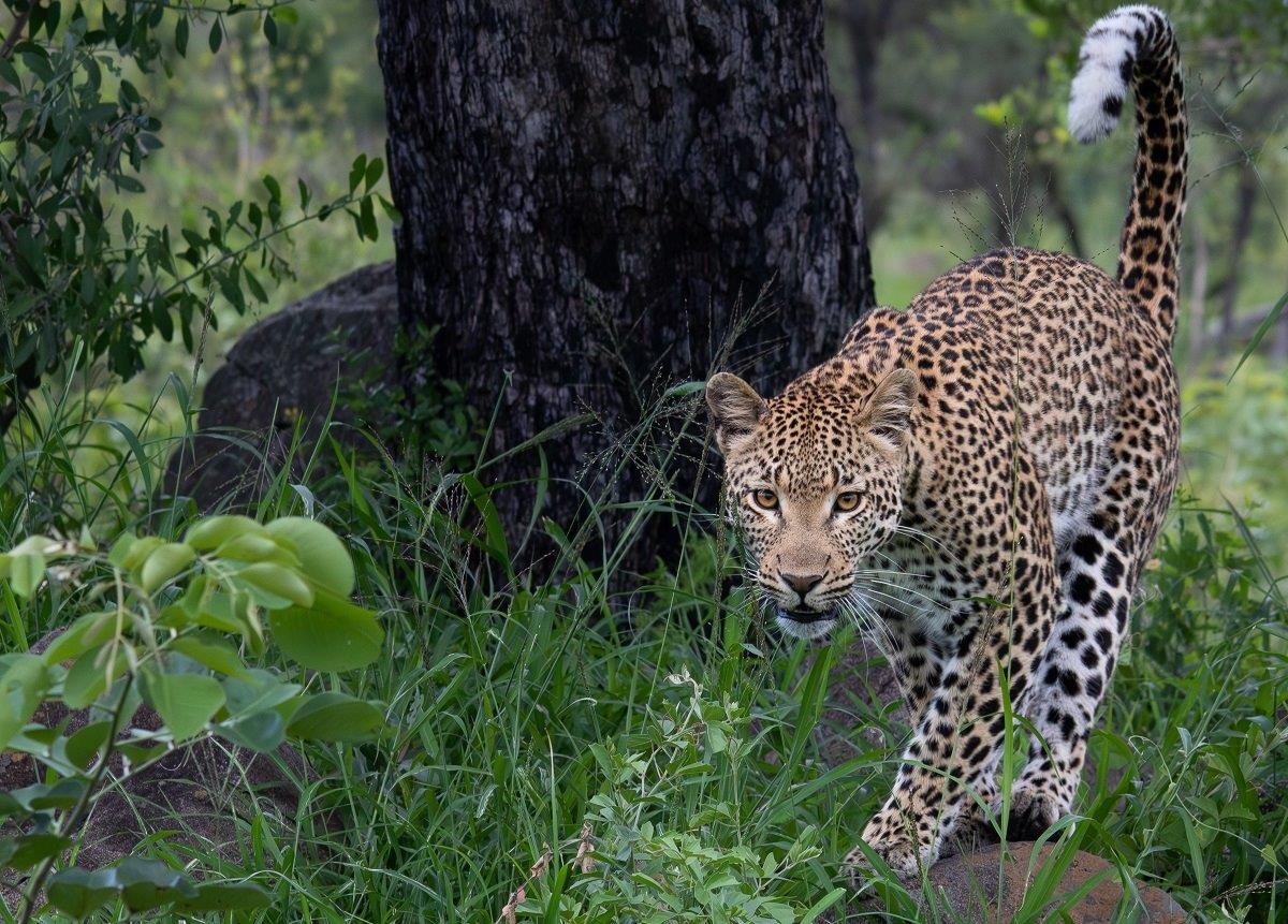 The young leopard called Jacana came down and left her scent by urinating on prominent bushes as she moved