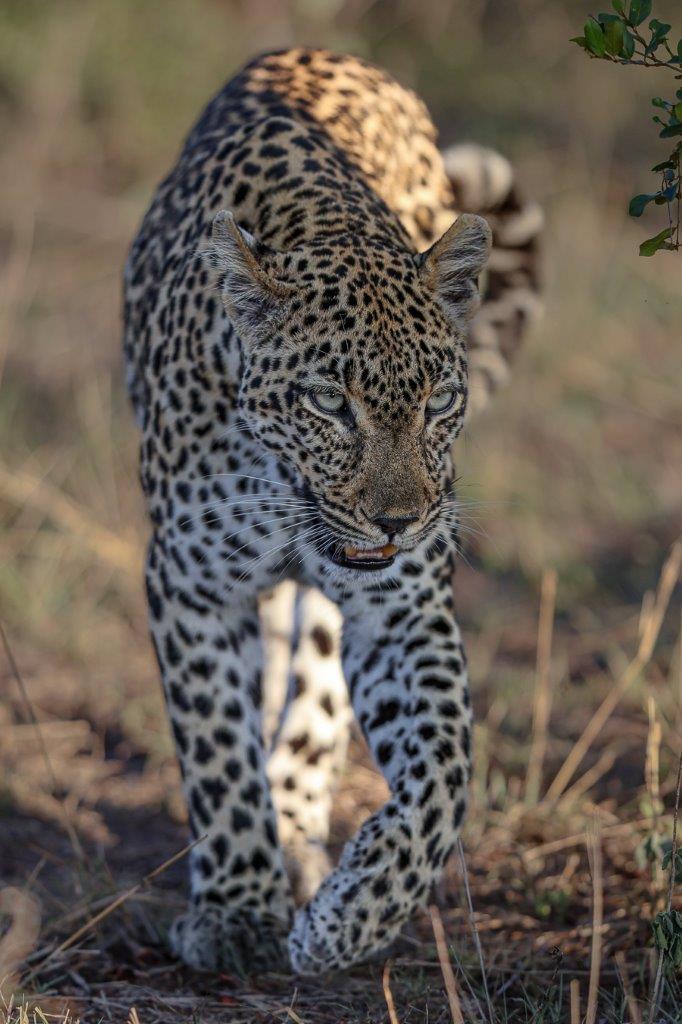 The Tengile female leopard has done a great job at bringing up her strong cub. The Tengile female leopard has done a great job at bringing up her strong cub.