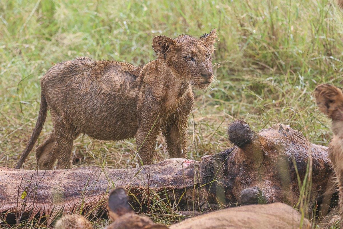 Sabi Sabi Ruan Mey Msuthlu Pride Cub