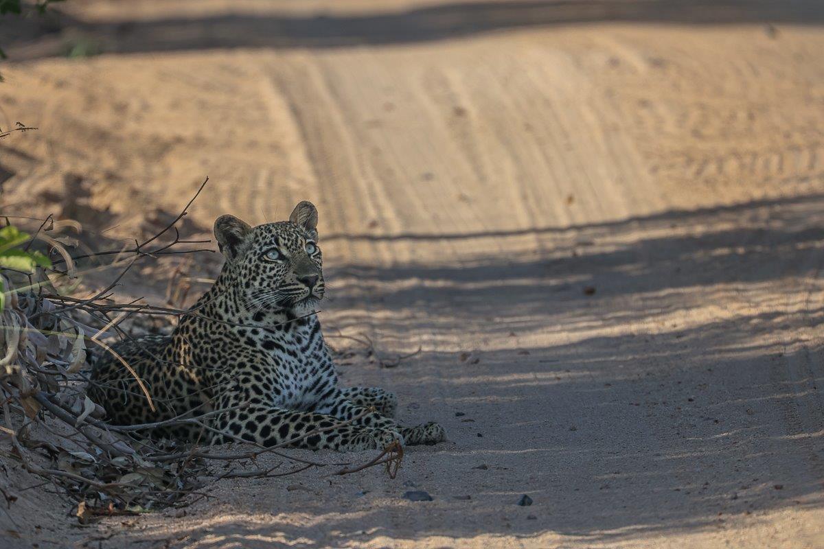 Sabi Sabi Ruan Mey Golonyi Sabi Sabi Ruan Mey Golonyi